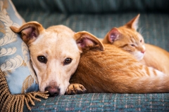 Cat-and-Dog-Sitting-Service