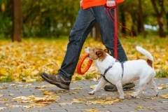 Jack Russell Terrier dog during obedience training
