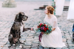 Dogs_Weddings