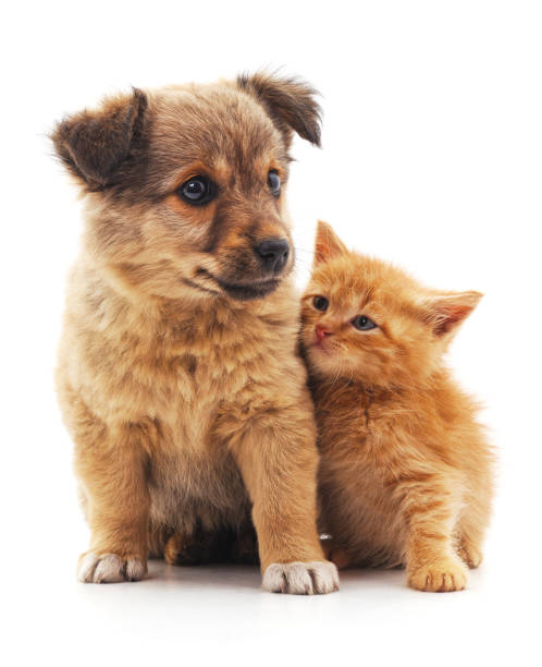 Kitten and puppy isolated on a white background.