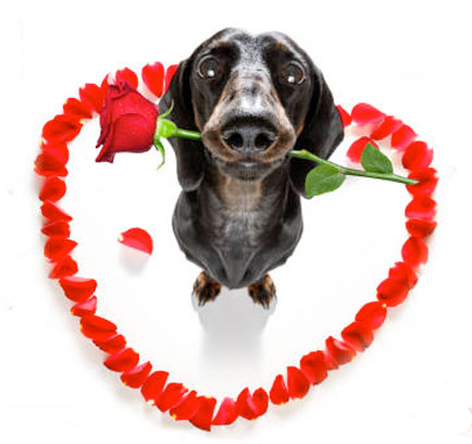 wedding-day-dog-pakages